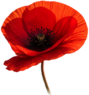 Poppy Fields Icon